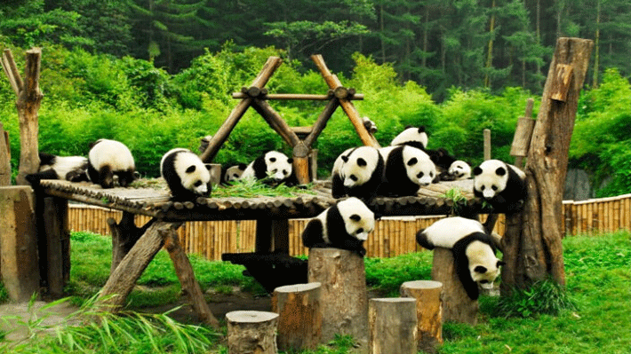 Công Viên Gấu Trúc, nơi ngắm những chú gấu trúc đáng yêu.