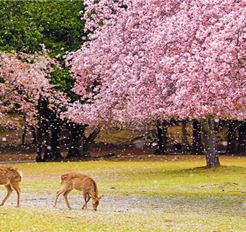 Tour Tết Nhật Bản 6N5Đ: HCM - Tokyo - Phú Sĩ - Nagoya - Kyoto - Osaka - Trượt Tuyết Fujiten